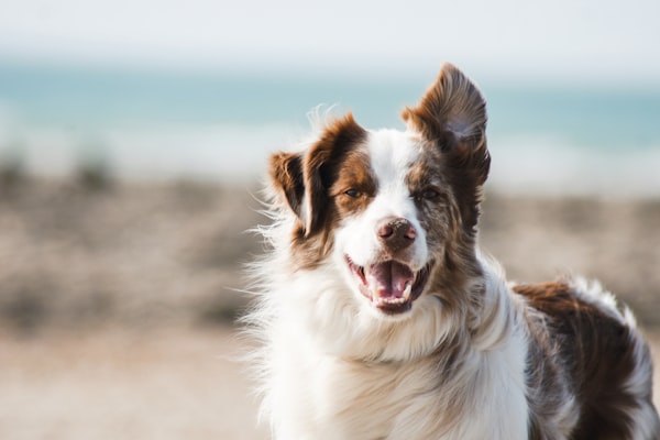 Create animal profiles